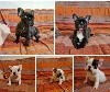  - Chiots disponibles 