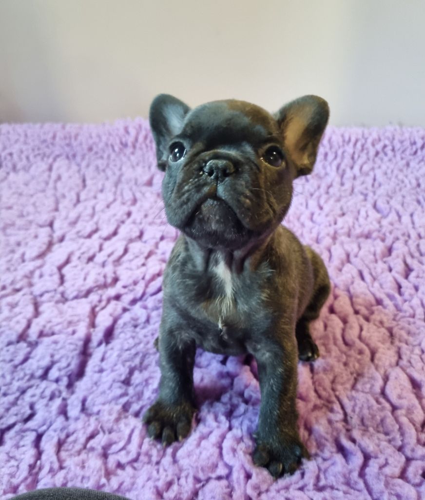 De la vallée de pissevin - Chiot disponible  - Bouledogue français