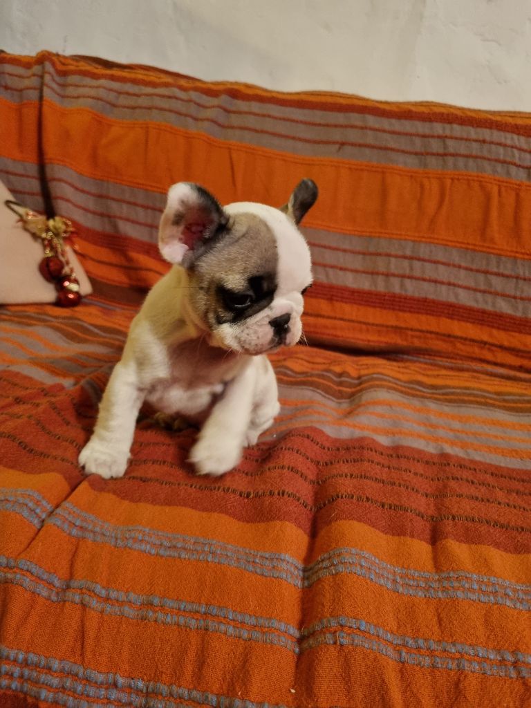 De la vallée de pissevin - Chiot disponible  - Bouledogue français