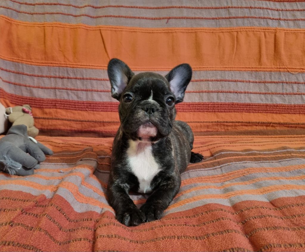 De la vallée de pissevin - Chiot disponible  - Bouledogue français