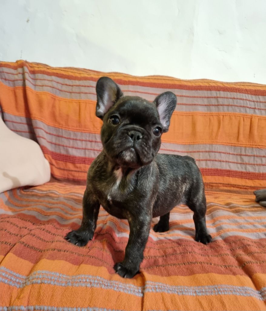 De la vallée de pissevin - Chiot disponible  - Bouledogue français