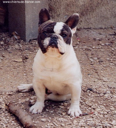 Snoopy De la vallée de pissevin