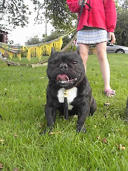 Blacky boy De la vallée de pissevin