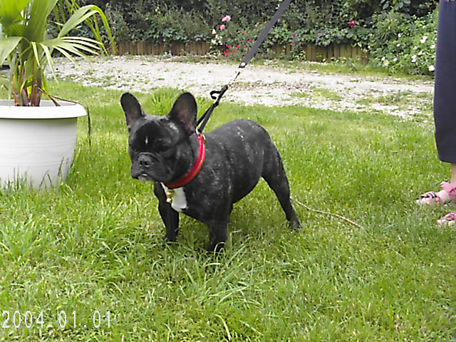Benji De la vallée de pissevin