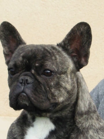 Virgule De la vallée de pissevin