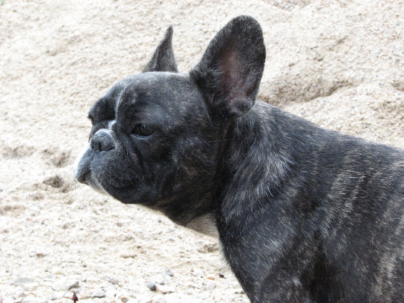 Ginger De la vallée de pissevin