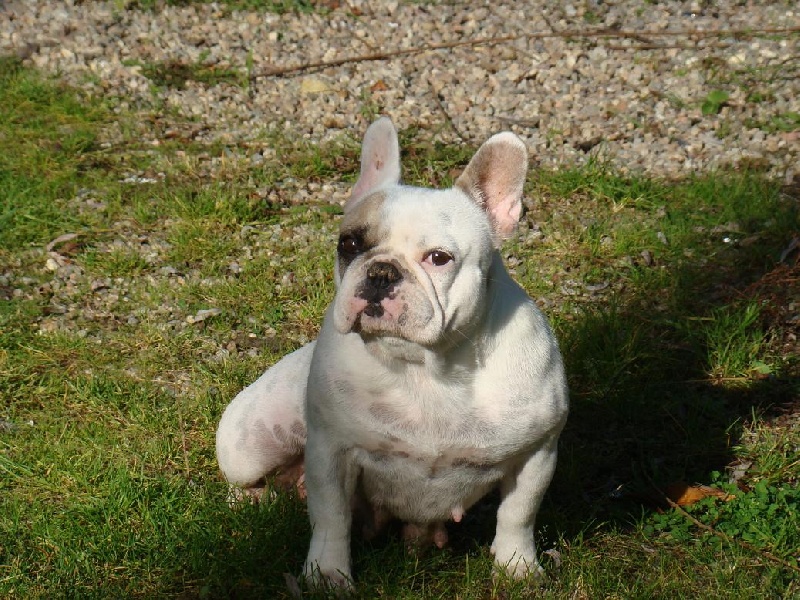 Dana De la vallée de pissevin