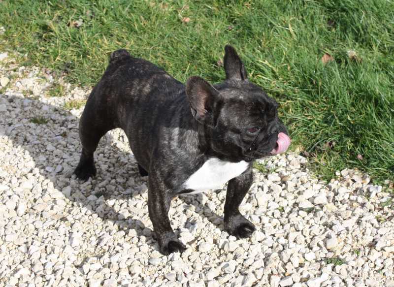 Giullia De la vallée de pissevin