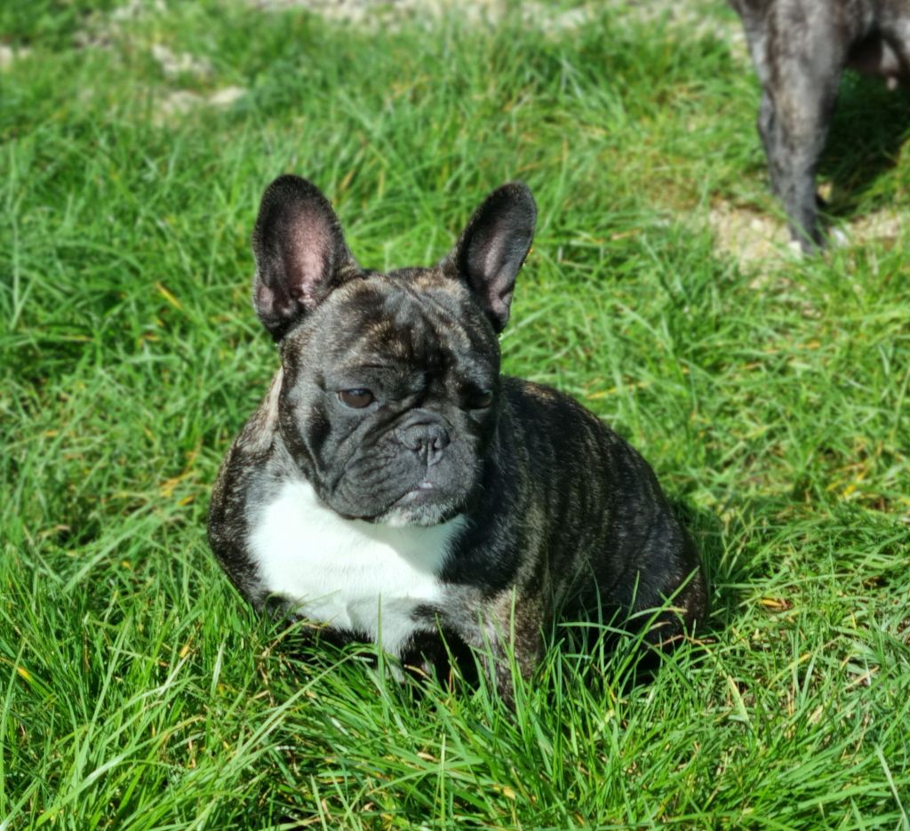 Suzy rose De la vallée de pissevin