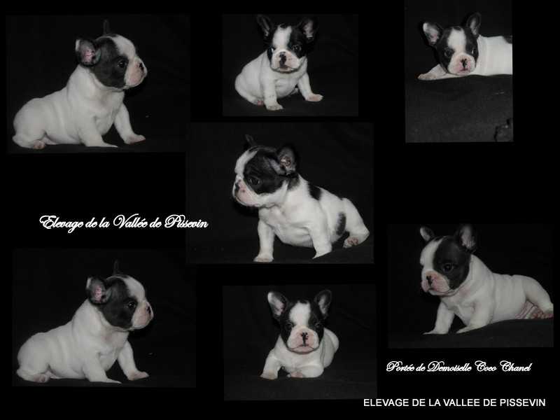 Mon Album photo