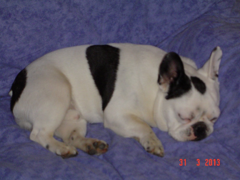 Chiens de nos clients