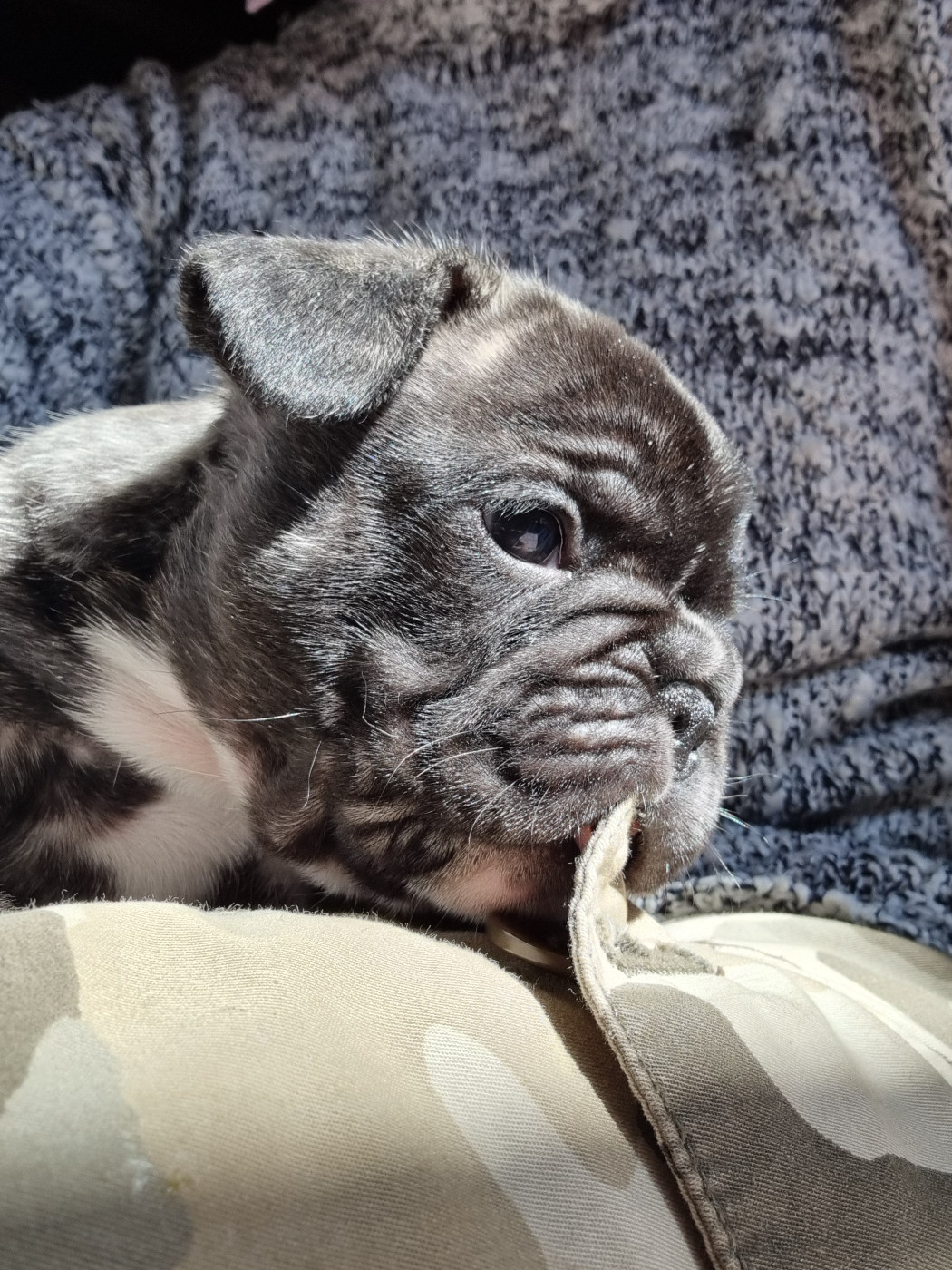 De la vallée de pissevin - Chiots disponibles - Bouledogue français