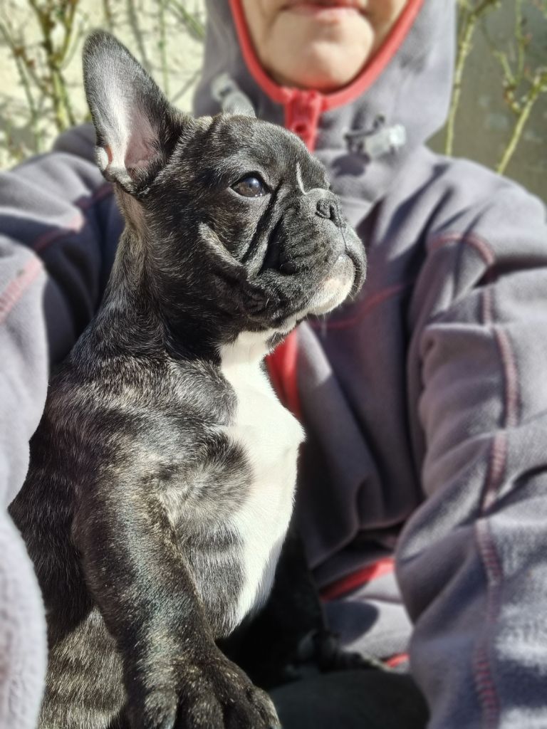 De la vallée de pissevin - Chiots disponibles - Bouledogue français