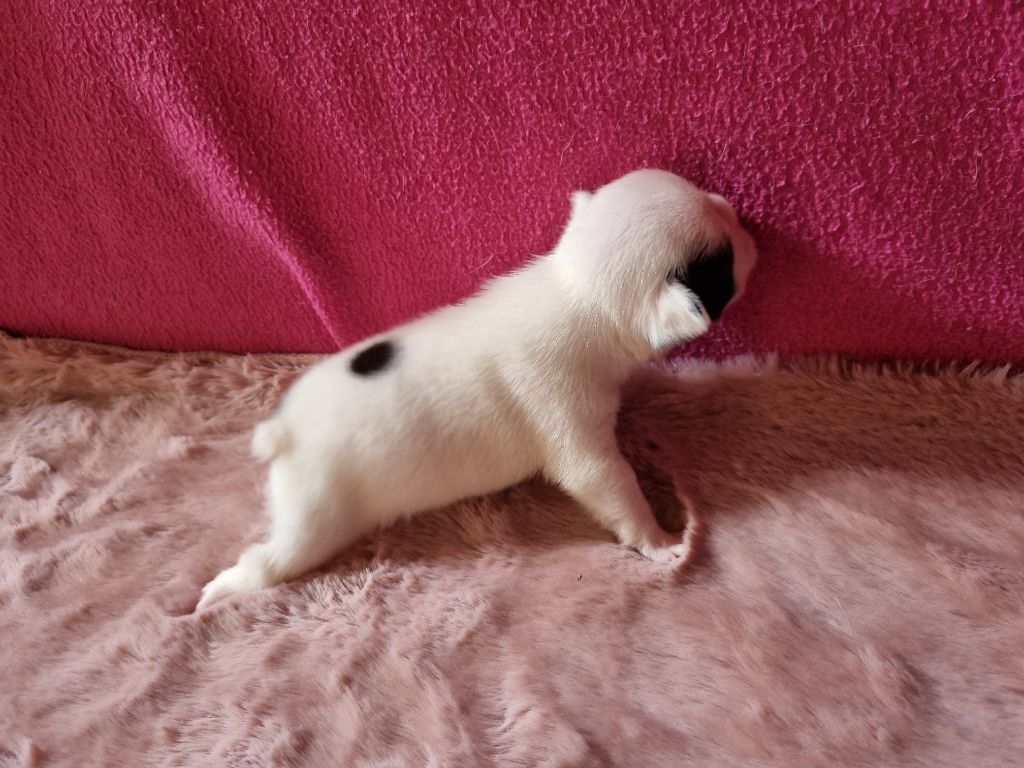UGO 