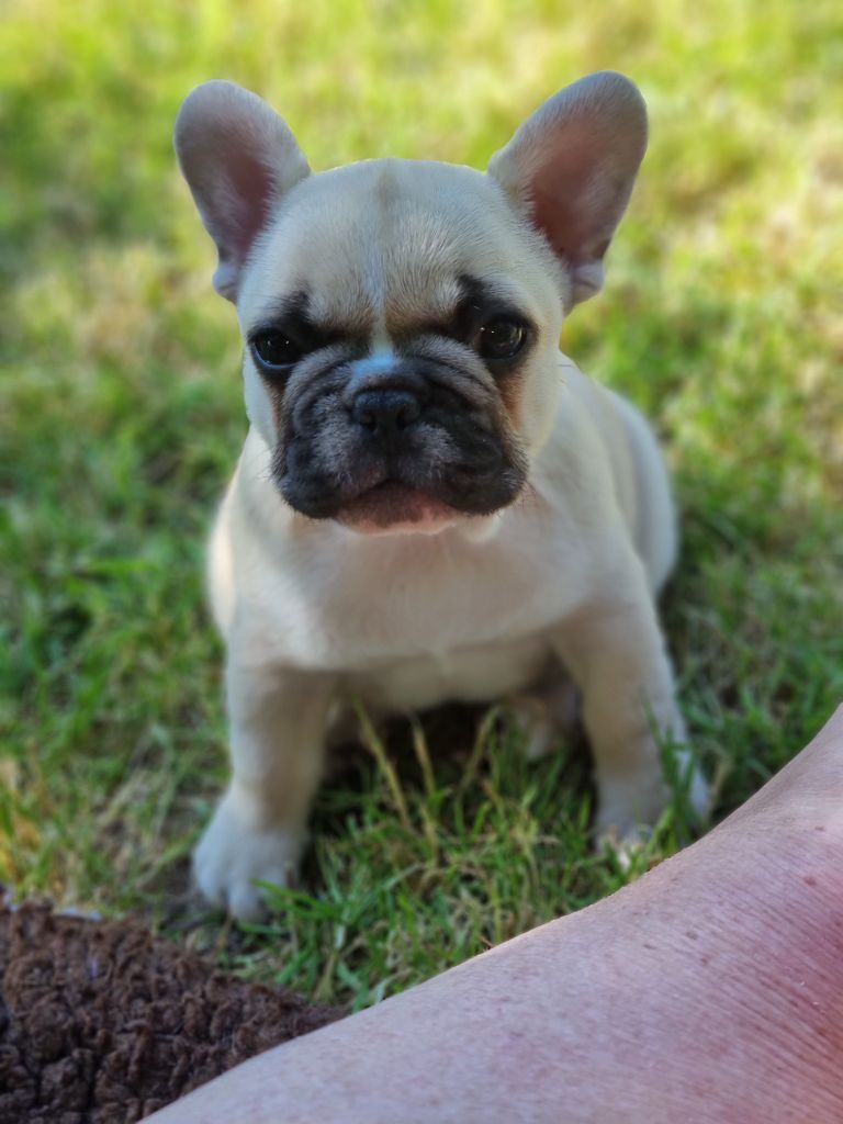 De la vallée de pissevin - Chiots disponibles - Bouledogue français