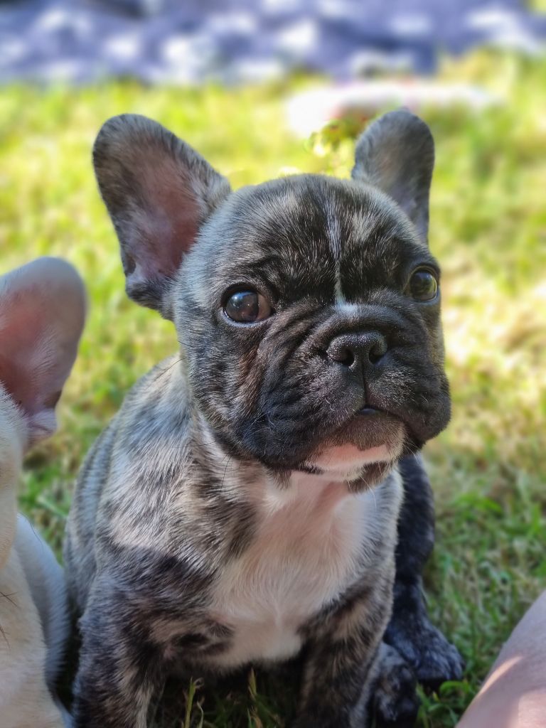 De la vallée de pissevin - Chiots disponibles - Bouledogue français